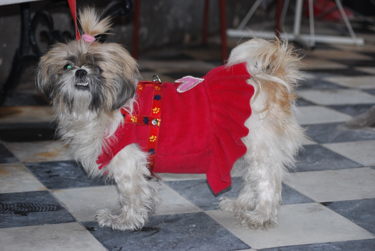 le-chien-habille-1129494227-1346170